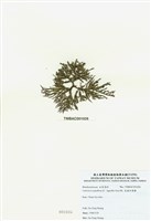 藏品(乳頭軟骨凹頂藻)的圖片